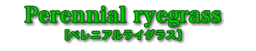 ペレニアルライグラス（Perennial Ryegrass）